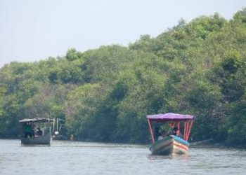 Kawasan Kebun Raya Mangrove akan dijadikan destinasi wisata.