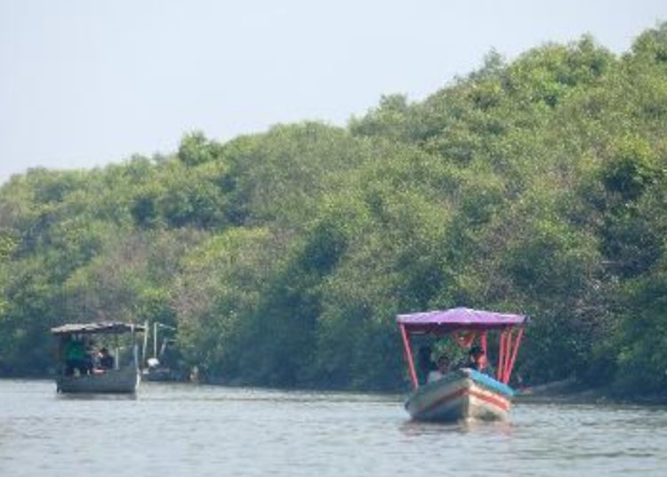 Kawasan Kebun Raya Mangrove akan dijadikan destinasi wisata.