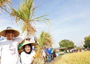 Wali Kota Surabaya Eri Cahyadi bersama Ketua Tim Penggerak (TP) PKK Kota Surabaya Rini Indriyani melakukan panen raya di area persawahan Jalan Semolowaru Bahari.
