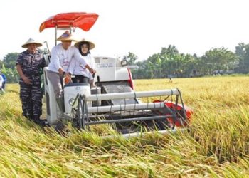 Wali Kota Surabaya Eri Cahyadi bersama Ketua Tim Penggerak (TP) PKK Kota Surabaya Rini Indriyani melakukan panen raya di area persawahan Jalan Semolowaru Bahari.