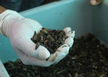 Hasil pengolahan sampah sisa makanan di Liponsos Keputih.