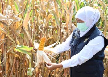 Gubernur Jawa Timur Khofifah Indar Parawansa dalam salah satu kegiatan panen jagung.