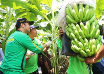 Wakil Gubernur Jawa Timur Emil Elestianto Dardak dalam panen pisang cavendish di Desa Maskuning Kulon, Kecamatan Pujer, Kabupaten Bondowoso.
