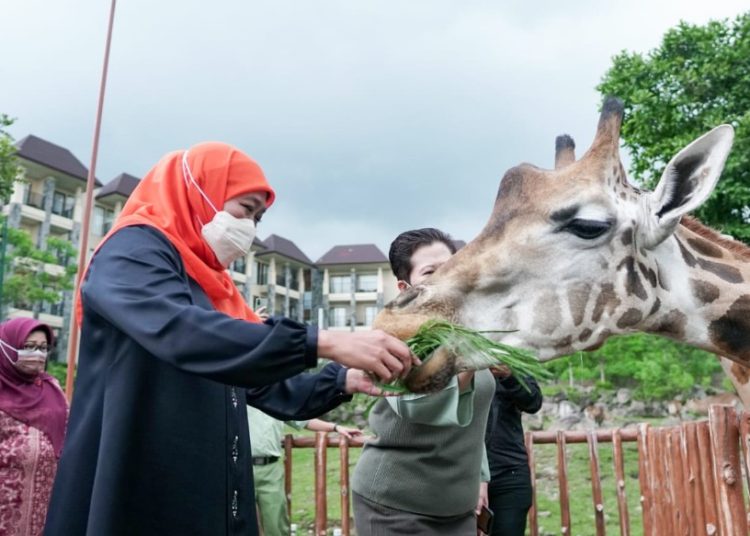 Gubernur Jatim Khofifah Indar Parawansa dalam satu kegiatan memberikan makan jerapah.