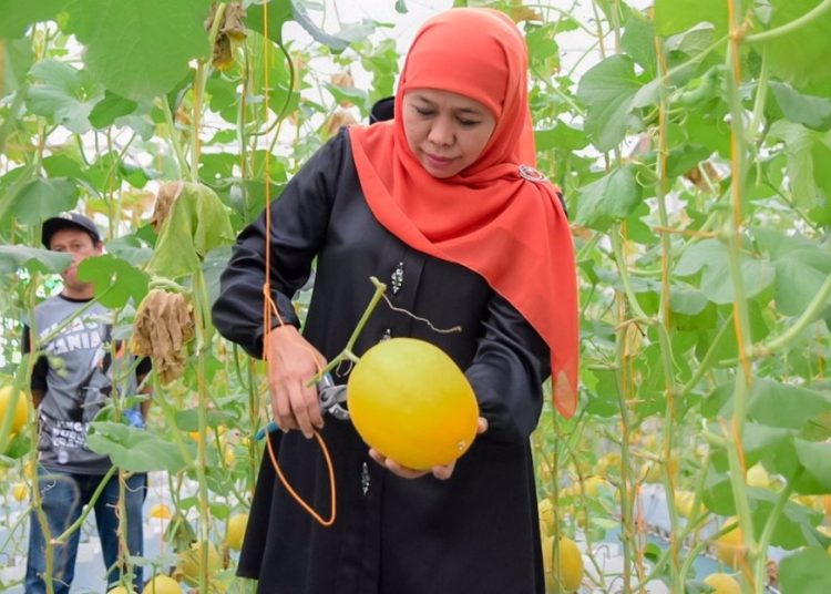 Gubernur Jatim Khofifah Indar Parawansa memanen melon di Green House Masjid Al-Akbar Surabaya.