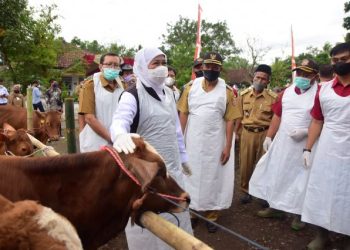 Gubernur Jawa Timur Khofifah Indar Parawansa saat meninjau vaksinasi hewan ternak dalam penanganan Penyakit Mulut dan Kuku (PMK) beberapa waktu lalu.