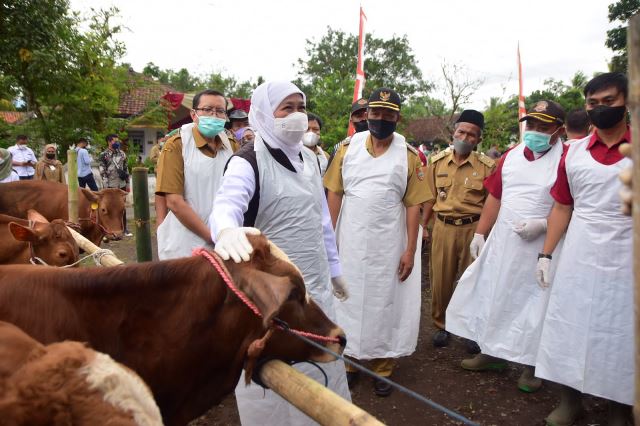 Gubernur Jawa Timur Khofifah Indar Parawansa saat meninjau vaksinasi hewan ternak dalam penanganan Penyakit Mulut dan Kuku (PMK) beberapa waktu lalu.