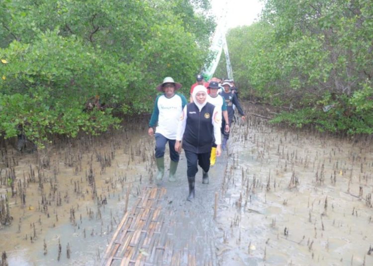 Gubernur Jawa Timur Khofifah Indar Parawansa dalam penanaman mangrove  yang dilaksanakan di Politeknik Negeri Madura.