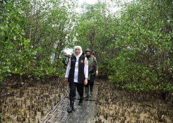 Gubernur Jawa Timur Khofifah Indar Parawansa di salah satu hutan mangrove di Jatim.
