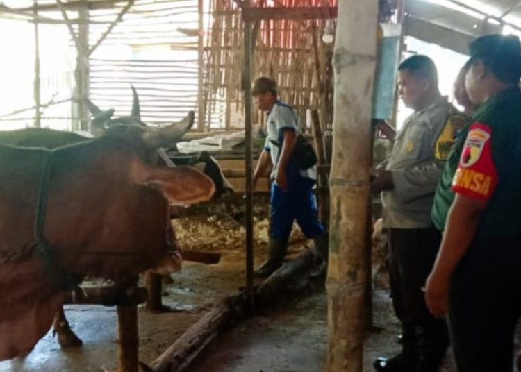 Pelaksanaan vaksinasi PMK ke hewan ternak di Desa Sumuragung, Kecamatan Sumberejo, Bojonegoro.