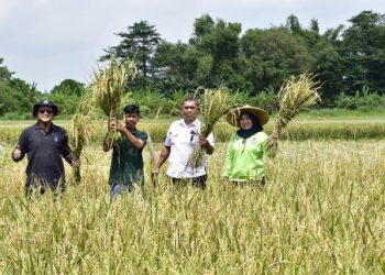 Panen raya padi di lahan Bekas Tanah Kas Desa (BTKD) Jeruk, Kecamatan Lakarsantri.