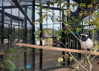 Salah satu satwa burung yang ditempatkan di destinasi wisata Romokalisari Adventure Land.