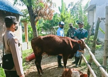 Vaksinasi hewan ternak yang dilaksanakan di Desa Guyangan, Kecamatan Trucuk, Bojonegoro.