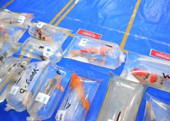 Beberapa ikan koi pada Beringin Koi Roadshow 2023 di Desa Sumberingin, Kabupaten Blitar.