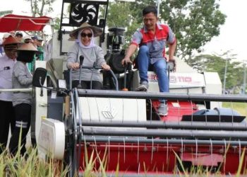Bupati Bojonegoro Anna Mu’awanah mencoba combine harvester di areal persawahan Desa Bakalan, Kecamatan Kapas.