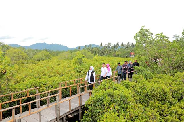 Gubernur Jawa Timur Khofifah Indar Parawansa mendatangi hutan mangrove Cengkrong, Trenggalek.