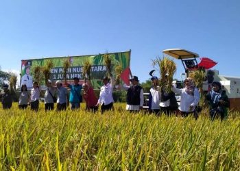 Panen padi di Desa Sidodadi, Kecamatan Sukosewu, Bojonegoro.