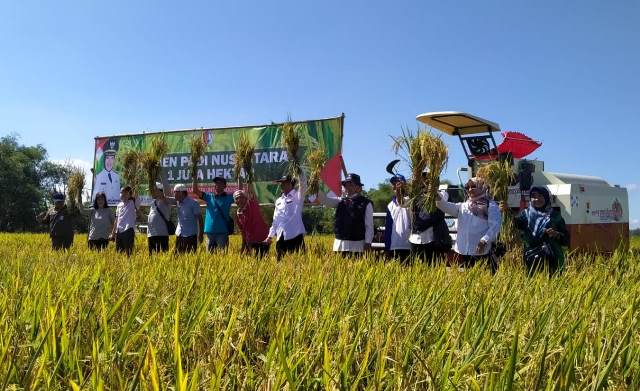 Panen padi di Desa Sidodadi, Kecamatan Sukosewu, Bojonegoro.