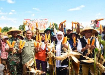 Gubernur Jawa Timur Khofifah Indar Parawansa dalam salah satu kegiatan panen jagung.