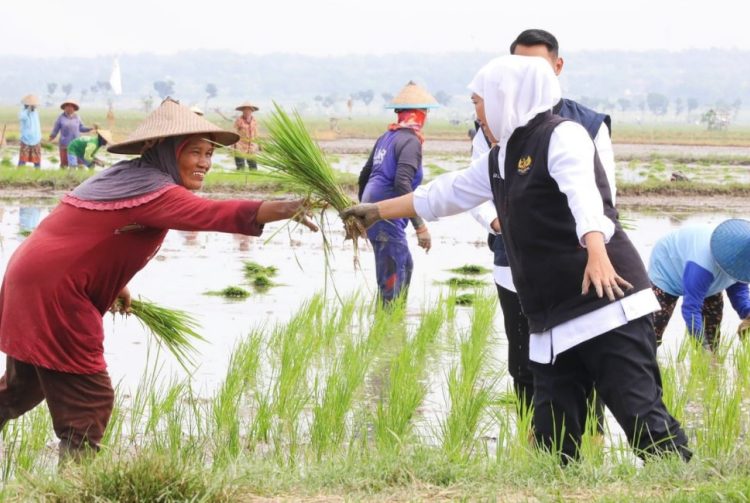 Gubernur Jawa Timur Khofifah Indar Parawansa di sela mendampingi Presiden Joko Widodo melakukan tanam padi di Desa Senori, Kecamatan Merakurak, Kabupaten Tuban.