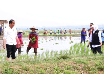 Presiden Joko Widodo saat melakukan tanam padi di Desa Senori, Kecamatan Merakurak, Kabupaten Tuban.