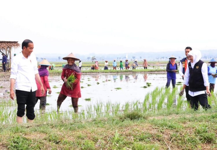 Presiden Joko Widodo saat melakukan tanam padi di Desa Senori, Kecamatan Merakurak, Kabupaten Tuban.