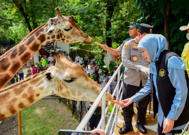 Gubernur Jawa Timur Khofifah Indar Parawansa bersama Kapolda Jatim Irjen Pol. Toni Harmanto dan Pangdam V/Brawijaya Mayjen TNI Farid Makruf saat di Kebun Binatang Surabaya.