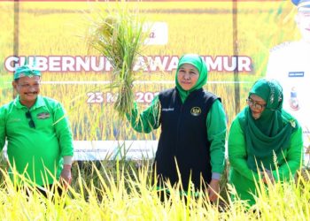Gubernur Jawa Timur Khofifah Indar Parawansa melakukan panen perdana padi varietas BK 01 dan 02 agritan di Kelurahan Mimbaan, Kecamatan Panji, Kabupaten Situbondo.
