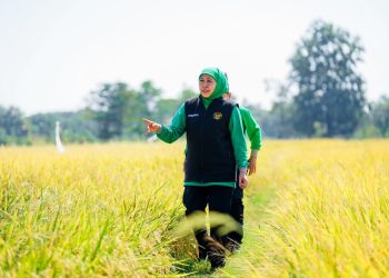 Gubernur Jatim Khofifah Indar Parawansa di sela kegiatan panen padi di Situbondo.