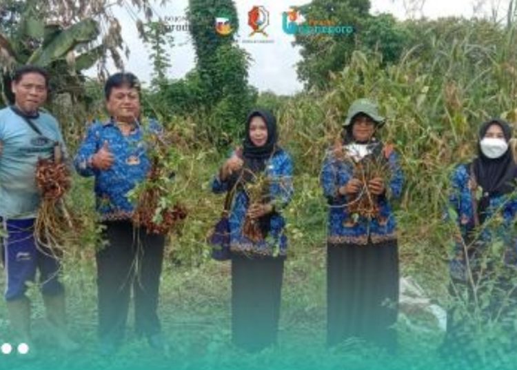 DKPP Bojonegoro bersama Gabungan Kelompok Tani (Gapoktan) Sumber Rejeki Desa Kunci, Kecamatan Dander melakukan panen kacang dengan perlakuan biosaka.