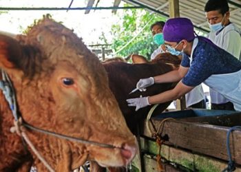 Foto dokumentasi pelaksanaan vaksinasi pada hewan ternak di Surabaya.