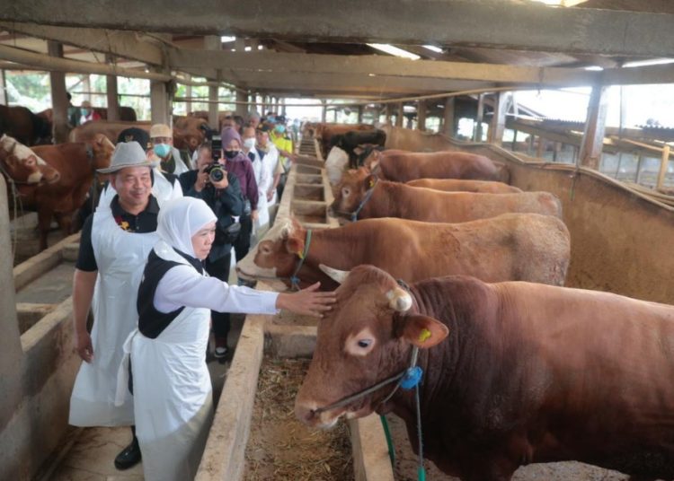 Gubernur Jawa Timur Khofifah Indar Parawansa meninjau kandang hewan kurban di Dusun Pilanggot, Desa Wonokromo, Kecamatan Tikung, Lamongan.