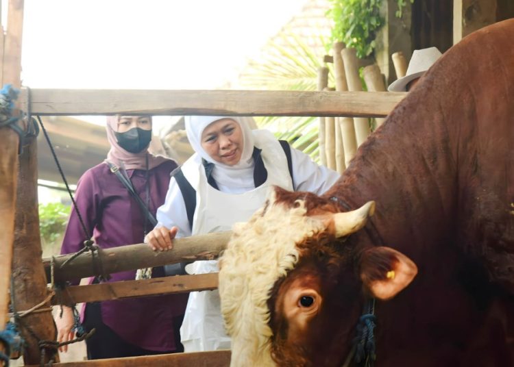 Gubernur Jawa Timur Khofifah Indar Parawansa saat meninjau kandang hewan kurban di Dusun Pilanggot, Desa Wonokromo, Kecamatan Tikung, Lamongan.