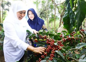Gubernur Jatim Khofifah Indar Parawansa saat melakukan panen kopi di kampung baru, desa Kalisat.