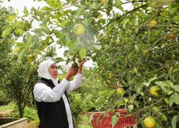 Gubernur Jawa Timur Khofifah Indar Parawansa di Wisata Petik Jeruk 55 di Desa Punten, Kecamatan  Bumiaji Kota Batu.