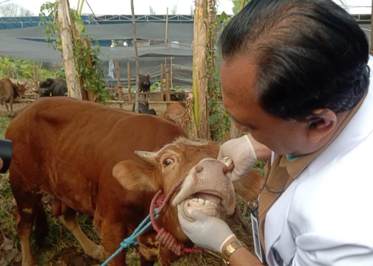 Pemeriksaan hewan kurban yang dilakukan tim dari Dinas Ketahanan Pangan dan Pertanian Surabaya.