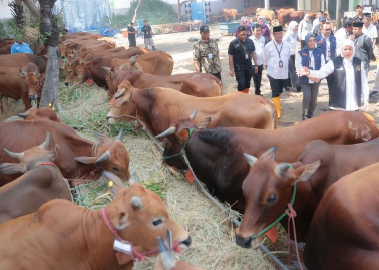 Gubernur Jawa Timur Khofifah Indar Parawansa saat meninjau hewan kurban di Rumah Potong Hewan Pegirian, Surabaya.