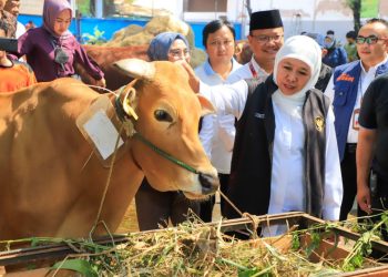 Gubernur Jawa Timur Khofifah Indar Parawansa meninjau kesiapan Rumah Potong Hewan Pegirian jelang Idul Adha.