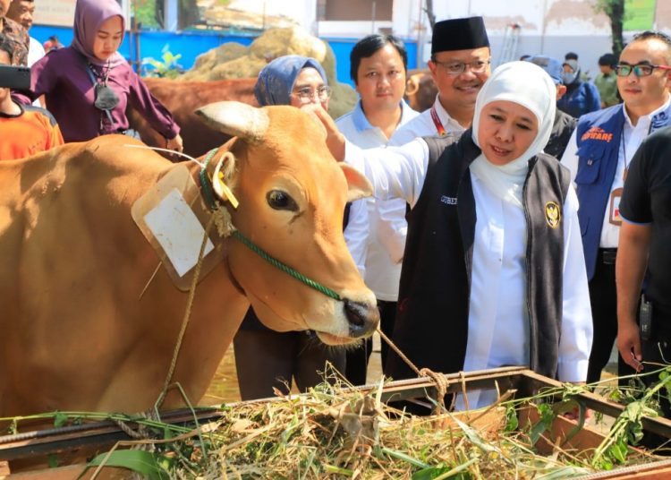Gubernur Jawa Timur Khofifah Indar Parawansa meninjau kesiapan Rumah Potong Hewan Pegirian jelang Idul Adha.