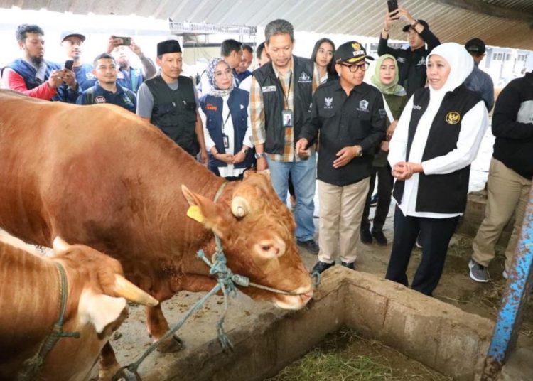 Gubernur Jatim Khofifah Indar Parawansa melakukan peninjauan di RPH Kota Malang.