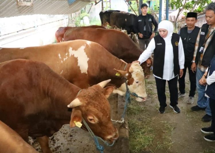 Gubernur Jatim Khofifah Indar Parawansa  saat melakukan peninjauan  hewan kurban di RPH Kota Malang.