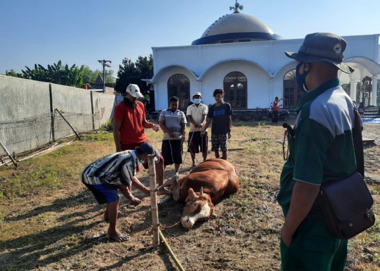Foto ilustrasi penyembelihan hewan kurban.