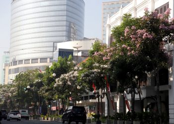 Bunga Tabebuya yang mulai bermekaran di sekitar Jalan Tunjungan Surabaya.