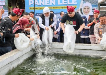 Gubernur Jatim Khofifah Indar Parawansa saat panen lele mutiara dengan sistem sirkulasi air di Peternakan Republik Lele, Desa Tulungrejo Pare Kabupaten Kediri.