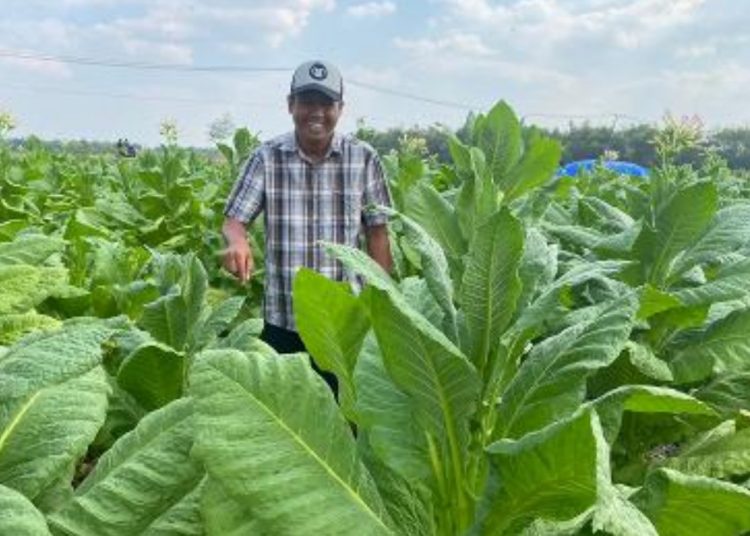 Foto ilustrasi, tanaman tembakau yang dipupuk dengan bantuan hibah pupuk fertila dari Pemerintah Kabupaten Bojonegoro.