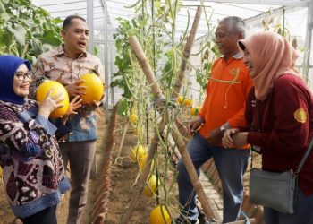 Wali Kota Surabaya Eri Cahyadi bersama Ketua Tim Penggerak (TP) PKK Kota Surabaya Rini Indriyani memanen golden melon di RW 04 Kelurahan Medokan Ayu Surabaya.