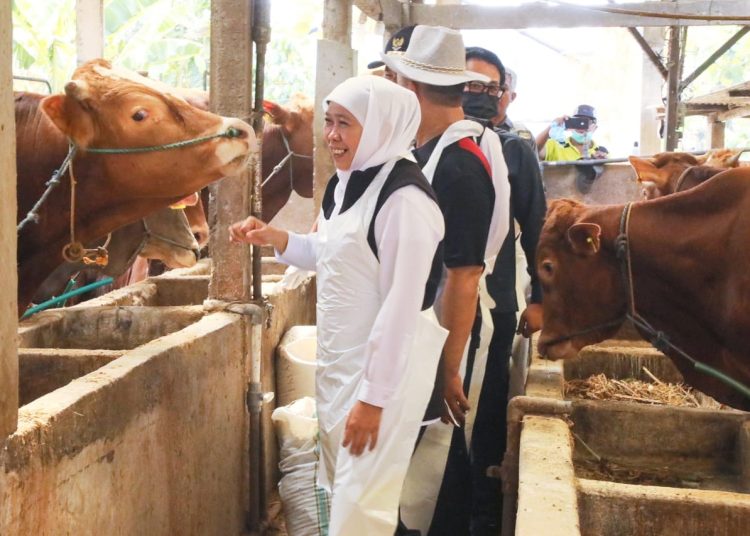 Gubernur Jawa Timur Khofifah Indar Parawansa melihat sapi yang telah diberi vaksinasi PMK.