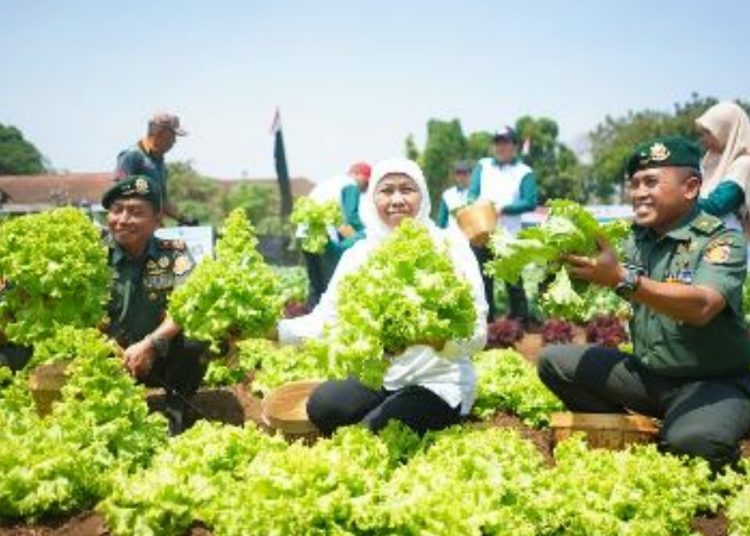 Gubernur Jawa Timur Khofifah Indar Parawansa dalam panen di lahan produktif yang ada di kawasan Markas Komando Divisi Infanteri (Mako Divif) 2 Kostrad Malang.