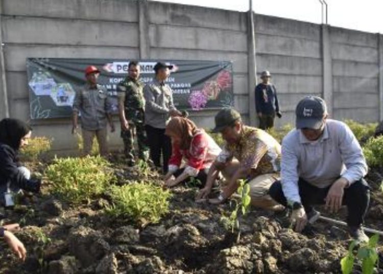Penanaman cabai serentak bersama kelompok tani urban farming dan para petani konvensional se-Surabaya. 