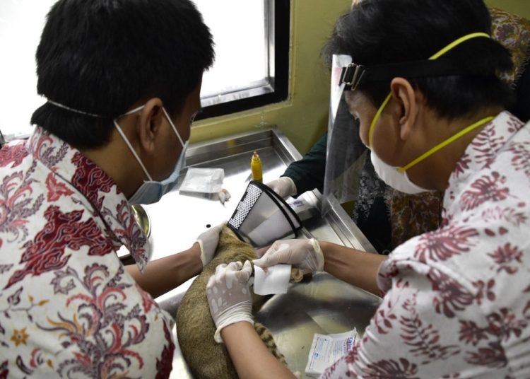 Pelayanan kesehatan hewan peliharaan di UPTD Klinik Hewan di Jalan Ikan Dorang, Surabaya.